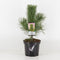 Warentuin Natuurlijk - Pinus nigra nigra