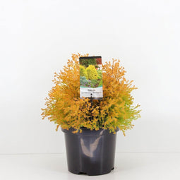 Warentuin Natuurlijk - Thuja occidentalis rheingold