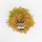Warentuin Natuurlijk - Thuja occidentalis rheingold