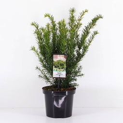 Warentuin Natuurlijk - Taxus media farmen 25-30 cm
