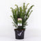 Warentuin Natuurlijk - Taxus media farmen 25-30 cm