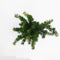 Warentuin Natuurlijk - Taxus media farmen 25-30 cm