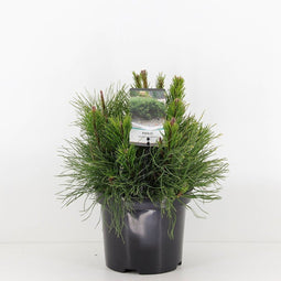 Warentuin Natuurlijk - Pinus mugo pumilio