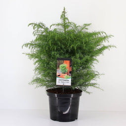 Warentuin Natuurlijk - Cryptomeria jap elegans virides 75 cm