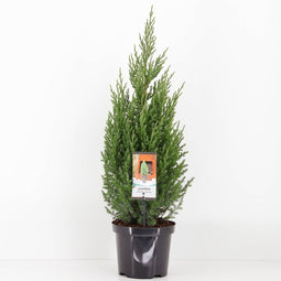 Warentuin Natuurlijk - Juniperus chinensis stricta 65 cm