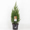 Warentuin Natuurlijk - Juniperus chinensis stricta 65 cm