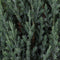Warentuin Natuurlijk - Juniperus chinensis stricta 65 cm