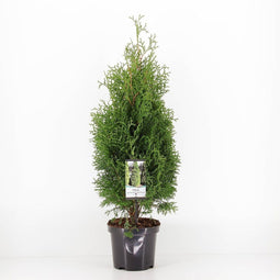Warentuin Natuurlijk - Thuja occidentalis holmstrup