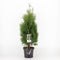 Warentuin Natuurlijk - Thuja occidentalis holmstrup