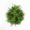 Warentuin Natuurlijk - Thuja occidentalis holmstrup