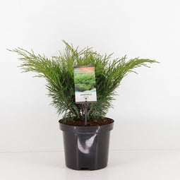 Warentuin Natuurlijk - Juniperus sabina 45 cm