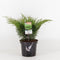 Warentuin Natuurlijk - Juniperus sabina 45 cm