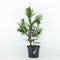 Warentuin Natuurlijk - Cryptomeria jap cristata 65 cm