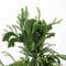 Warentuin Natuurlijk - Cryptomeria jap cristata 65 cm