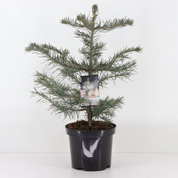 Warentuin Natuurlijk - Abies concolor 65 cm