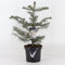 Warentuin Natuurlijk - Abies concolor 65 cm