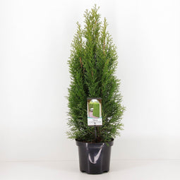 Warentuin Natuurlijk - Thuja occidentalis smaragd 40-60 cm