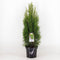 Warentuin Natuurlijk - Thuja occidentalis smaragd 40-60 cm