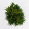 Warentuin Natuurlijk - Thuja occidentalis smaragd 40-60 cm