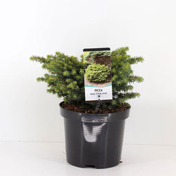 Warentuin Natuurlijk - Picea abies little gem