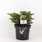 Warentuin Natuurlijk - Picea abies little gem