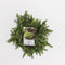 Warentuin Natuurlijk - Picea abies little gem