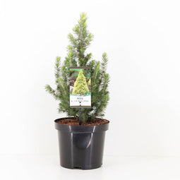 Warentuin Natuurlijk - Picea glauca jw daisys white