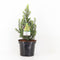 Warentuin Natuurlijk - Picea glauca jw daisys white