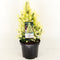 Warentuin Natuurlijk - Picea glauca jw daisys white