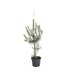 Warentuin Natuurlijk - Pinus nigra nigra 80-100 cm Conifeer