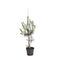 Warentuin Natuurlijk - Pinus nigra nigra 80-100 cm Conifeer