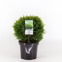 Warentuin Natuurlijk - Thuja occidentalis danica 25-30 cm