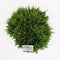 Warentuin Natuurlijk - Thuja occidentalis danica 25-30 cm