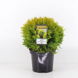 Warentuin Natuurlijk - Thuja occidentalis mirjam 20-25 cm