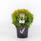 Warentuin Natuurlijk - Thuja occidentalis mirjam 20-25 cm
