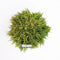 Warentuin Natuurlijk - Thuja occidentalis mirjam 20-25 cm