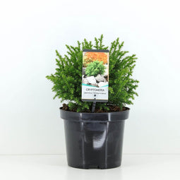 Warentuin Natuurlijk - Cryptomeria jap vilmoriniana 45 cm