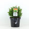 Warentuin Natuurlijk - Cryptomeria jap vilmoriniana 45 cm