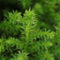 Warentuin Natuurlijk - Cryptomeria jap vilmoriniana 45 cm