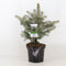 Warentuin Natuurlijk - Picea pungens glauca 30-40 cm