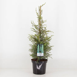 Warentuin Natuurlijk - Juniperus communis suecica 75 cm