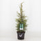 Warentuin Natuurlijk - Juniperus communis suecica 75 cm