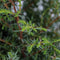 Warentuin Natuurlijk - Juniperus communis suecica 75 cm