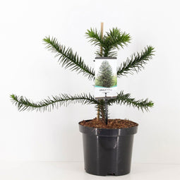 Warentuin Natuurlijk - Araucaria araucana 45 cm