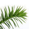 Warentuin Natuurlijk - Araucaria araucana 45 cm