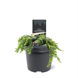 Warentuin Natuurlijk - Tsuga canadensis Cole s Prostrate 20-25 cm Conifeer