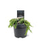 Warentuin Natuurlijk - Tsuga canadensis Cole s Prostrate 20-25 cm Conifeer