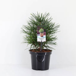 Warentuin Natuurlijk - Sciadopitys verticillata 25-30 cm