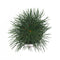 Warentuin Natuurlijk - Sciadopitys verticillata 25-30 cm