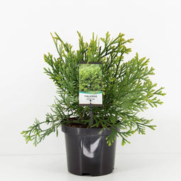 Warentuin Natuurlijk - Thujopsis dolabrata 30-40 cm